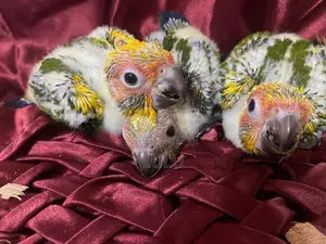 SuN CONURE BIRDS