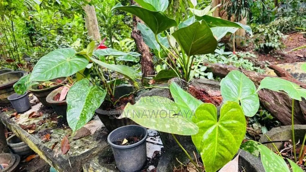 ඇන්තූරියම් මල් පැල
