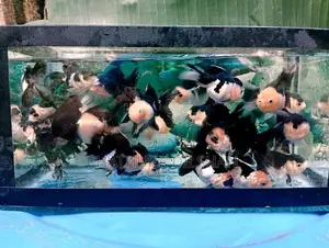 Goldfish Panda Oranda