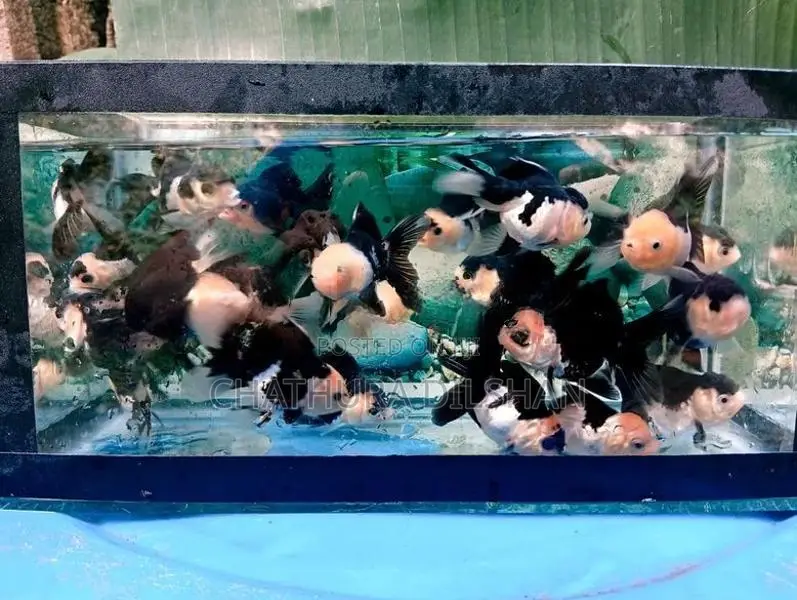 Goldfish Panda Oranda