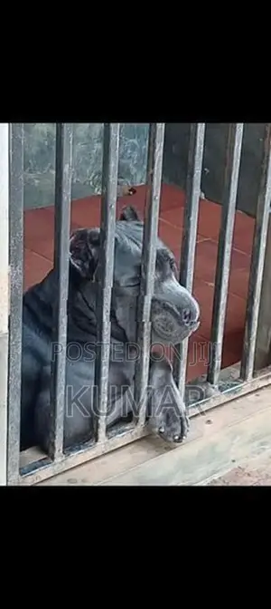 Cane Corso Dog