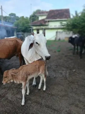 Big Cow