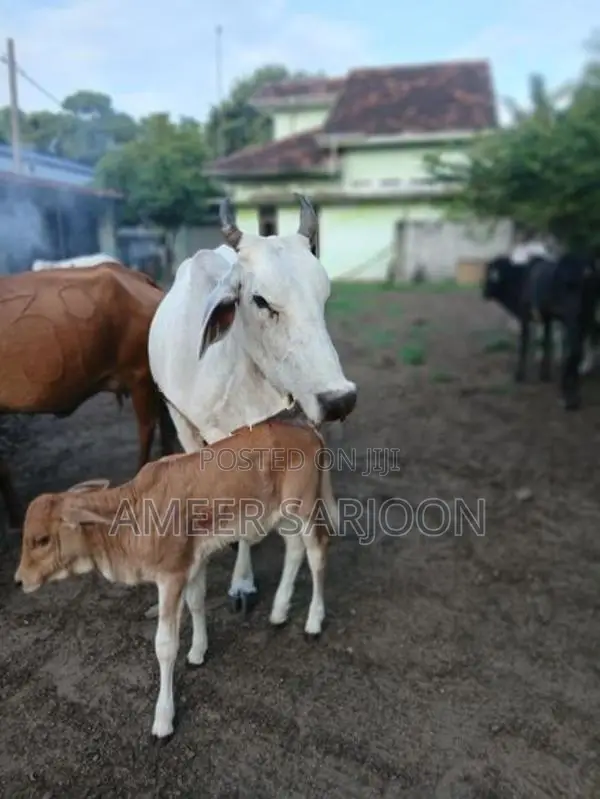 Big Cow