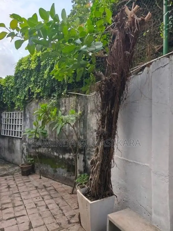 Nuga plant