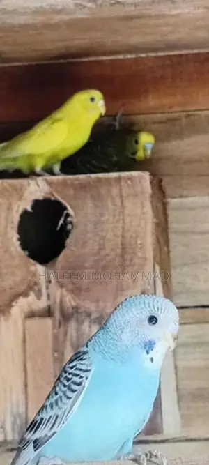 Love Birds