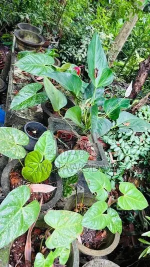 ඇන්තූරියම් මල් පැල