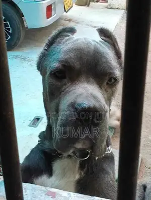 Cane Corso Dog
