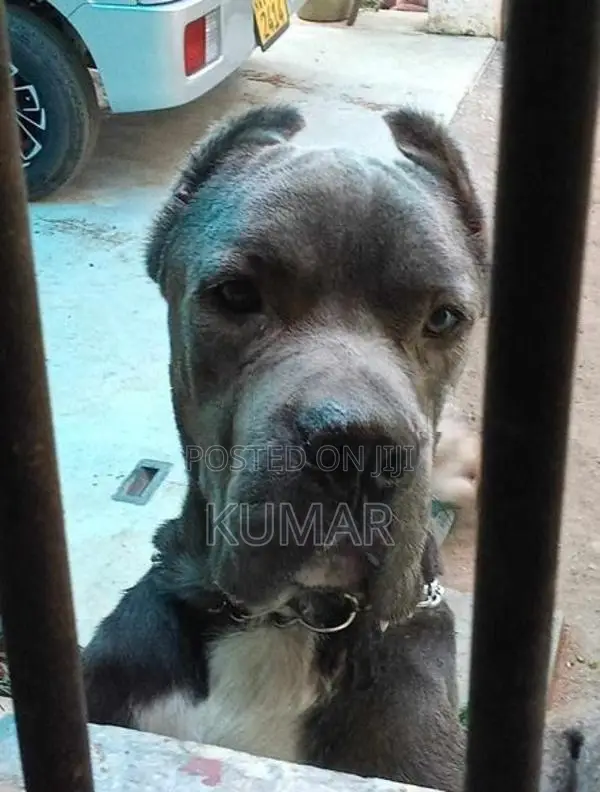 Cane Corso Dog