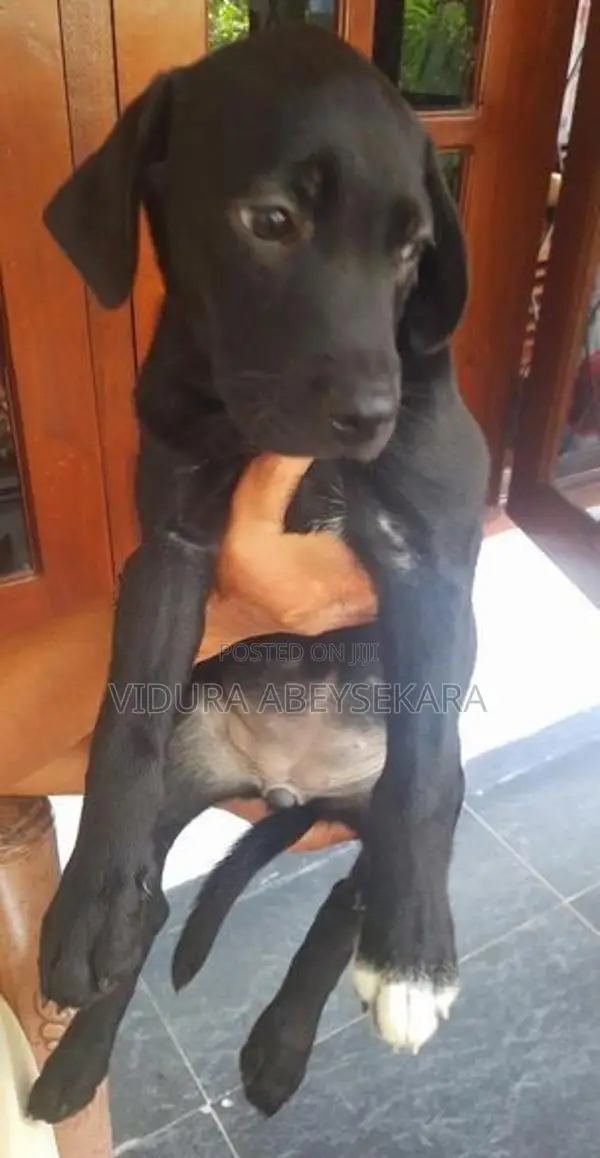 Labrado Puppies