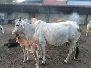 Big Cow