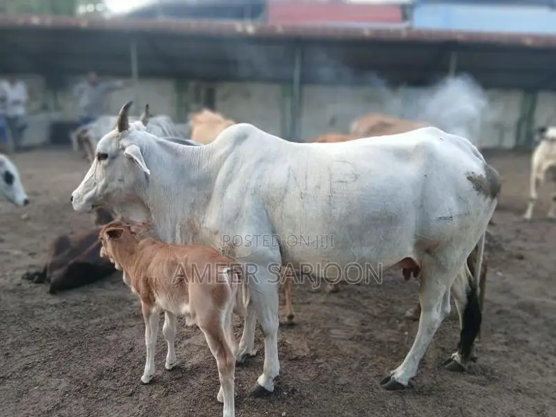 Big Cow