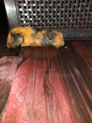 ගිනිපිග් සතුන් 10ක් විකිණීමට ඇත