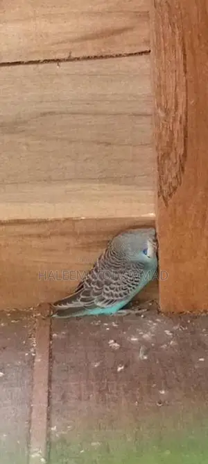 Love Birds
