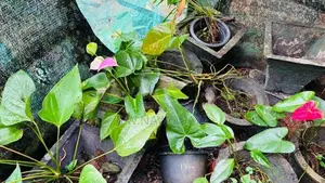 ඇන්තූරියම් මල් පැල