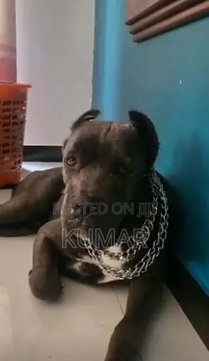 Cane Corso Dog