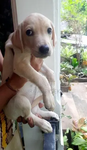 Labrado Puppies