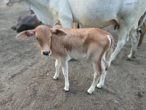 Big Cow