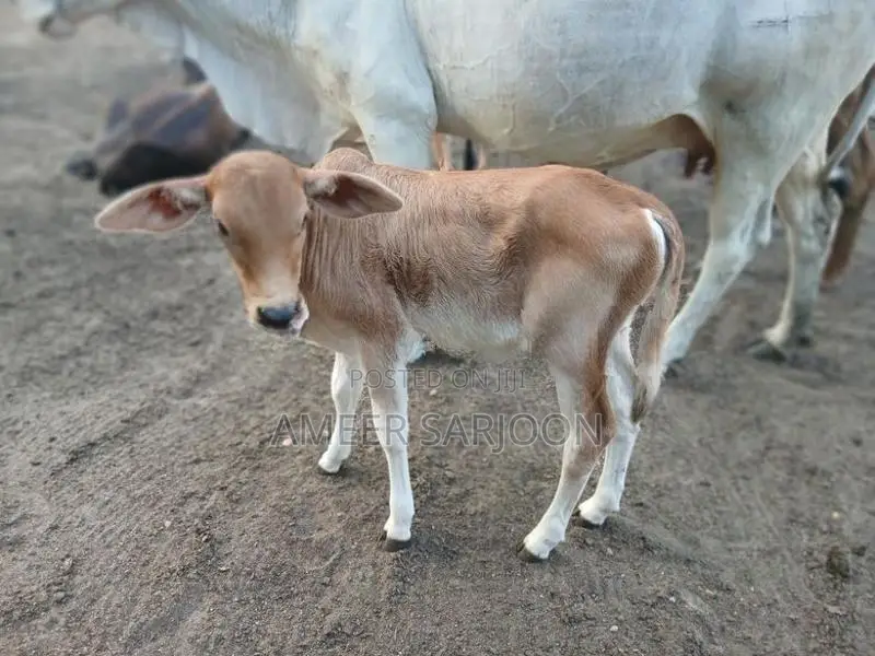 Big Cow