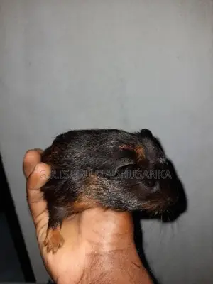 ගිනිපිග් සතුන් 10ක් විකිණීමට ඇත