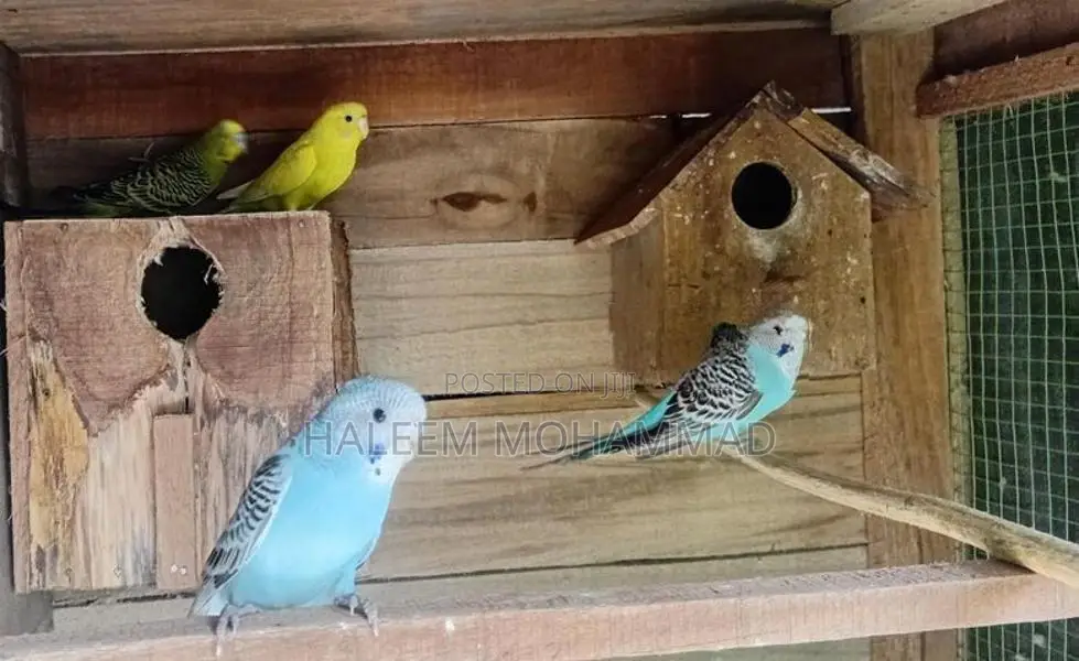 Love Birds