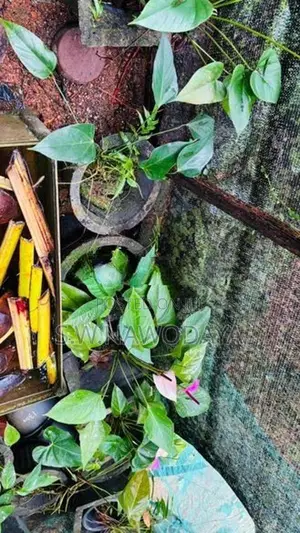 ඇන්තූරියම් මල් පැල