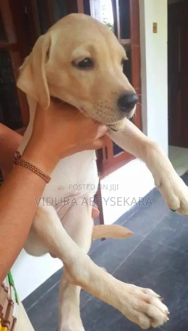Labrado Puppies