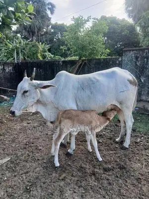 Big Cow