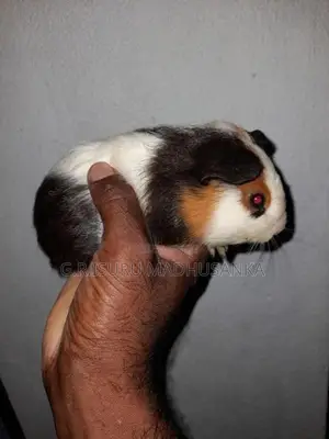 ගිනිපිග් සතුන් 10ක් විකිණීමට ඇත