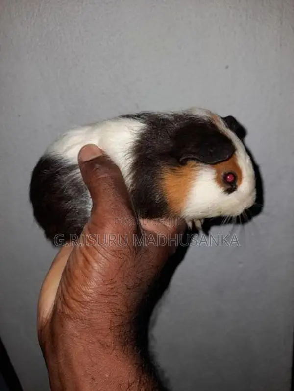 ගිනිපිග් සතුන් 10ක් විකිණීමට ඇත