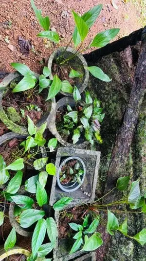ඇන්තූරියම් මල් පැල