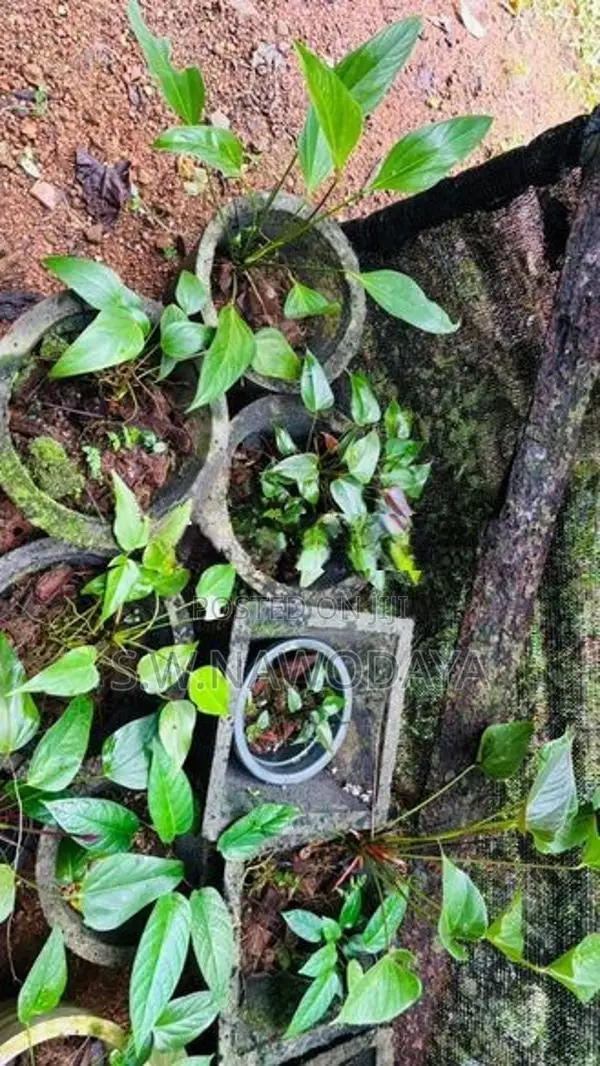 ඇන්තූරියම් මල් පැල