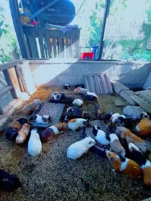 ගිනිපිග් සතුන් 10ක් විකිණීමට ඇත