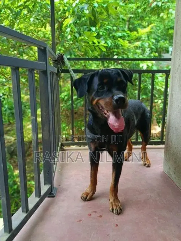 රොටිවයිලර් ගැහැනු
