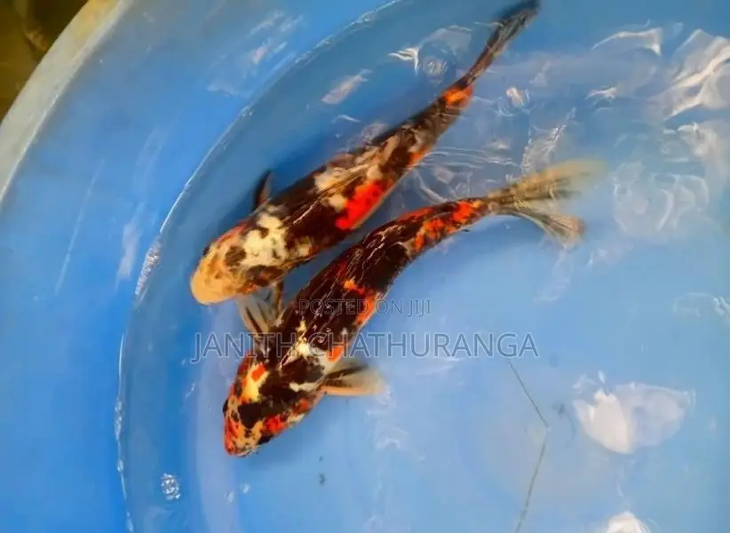 Koi Carp