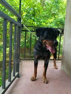රොටිවයිලර් ගැහැනු