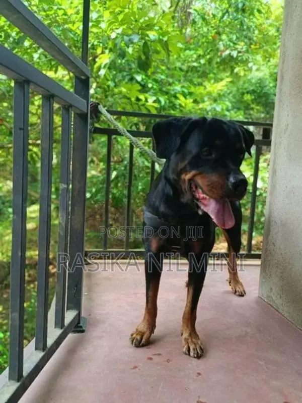 රොටිවයිලර් ගැහැනු