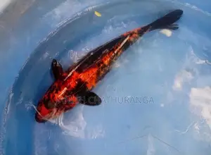 Koi Carp