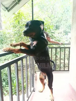 රොටිවයිලර් ගැහැනු