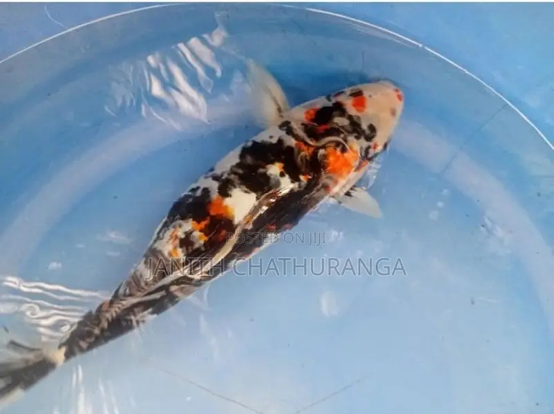 Koi Carp