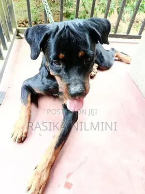 රොටිවයිලර් ගැහැනු