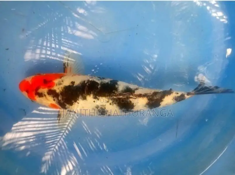 Koi Carp