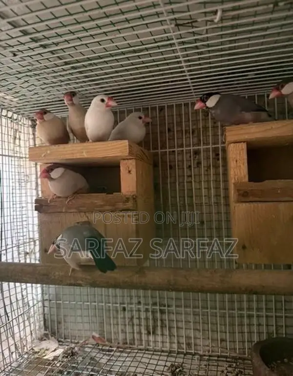 Java bird