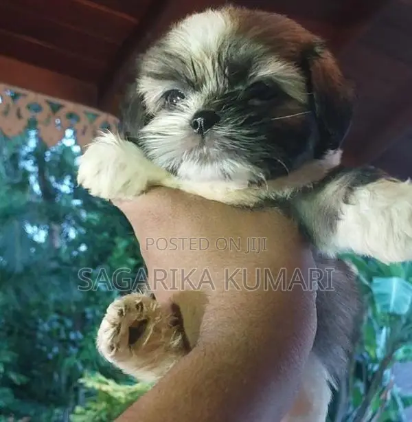 shih tzu puppys