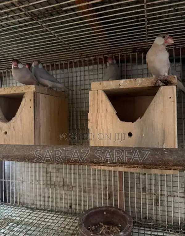Java bird
