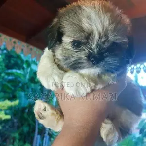shih tzu puppys