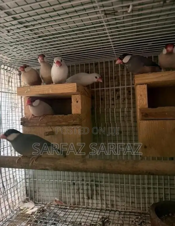 Java bird