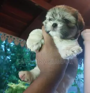 shih tzu puppys