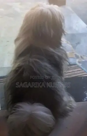 shih tzu puppys
