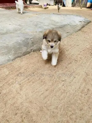 Terrier Puppies