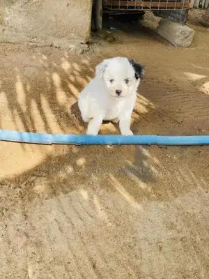 Terrier Puppies
